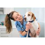 diagnóstico de doenças de cachorros empresa Poços de Caldas
