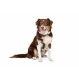 diagnóstico de leishmania braziliensis canina clínica Mogi Mirim