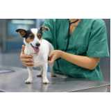 diagnóstico de leishmania canina clínica Porto União