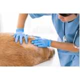 diagnóstico de leishmaniose canina clínica Japeri