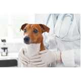 diagnóstico de leishmaniose em cachorros clínica Pinheiral