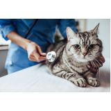 diagnóstico pcr veterinário clínica Mendes