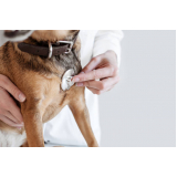 diagnóstico veterinário de doenças infecciosas clínica Poços de Caldas