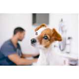 diagnósticos de calazar canino Pinheiral