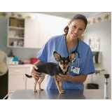 diagnósticos de leishmaniose canina Casa Nova