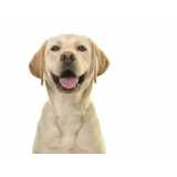 diagnósticos leishmaniose canina Funilândia