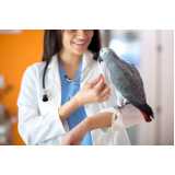 exame circovirus em aves Terra Roxa