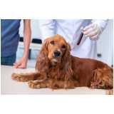 exame de adenovírus em cachorros clínica Condominio Jardins Veneza