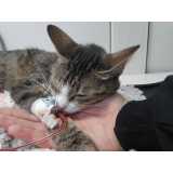 exame de anemia em gatos clínica Formosa