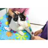 exame de anemia em gatos Palmeira