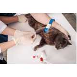 exame de anemia felina clínica Zona Oeste