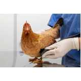 exame de bfdv em aves clínica Aracruz
