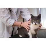 exame de biologia molecular para gato marcar Mogi Mirim