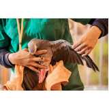 exame de bordetella em aves clínica Embu das Artes