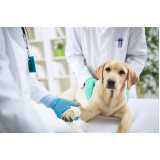 exame de cinomose para cães marcar Ouro Branco