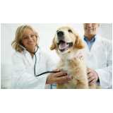 exame de cinomose para cães Seropédica