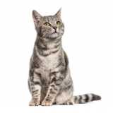 exame de diarreia em gatos clínica Queimados