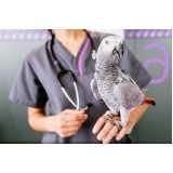exame de doença das penas em aves clínica Catanduva