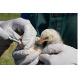 exame de doença das penas em aves São Francisco de Itabapoana