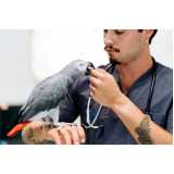 exame de doença do bico em aves clínica Francisco Morato