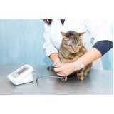 exame de felv progressivo em gatos clínica Paulinia