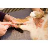 exame de felv regressor em gatos clínica Craraguatatuba