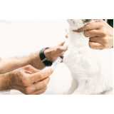 exame de fiv em gatos clínica Guarapuava