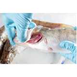 exame de inspeção em peixes clínica Santa Teresa