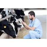 exame de pcr em bovinos marcar Palmeira