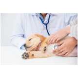 exame de pcr em cachorros clínica Porto Real