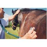 exame de pcr em equinos clínica Birigi