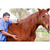 exame de pcr em equinos Rondônia