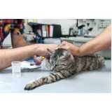 exame de pcr em gatos clínica Rio Negro