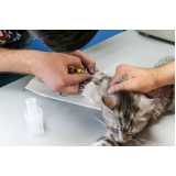 exame de pcr em gatos Cianorte