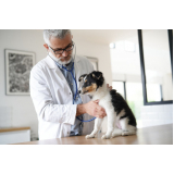 exame de pcr para cães clínica Carapebus