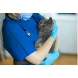 exame de pcr para gatos clínica Aperibé