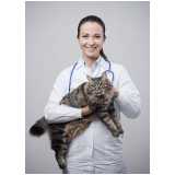 exame de pif em gatos clínica Miguel Pereira