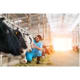 exame de produção em bovinos marcar Itaocara