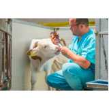 exame de salmonella em bovinos marcar Cotia