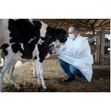 exame de trypanosoma vivax em bovinos Linhares
