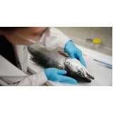 exame em peixes clínica Itapetininga