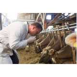 exame especializado em bovinos marcar Macuco