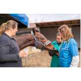 exame genético em cavalos clínica Sumaré