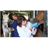 exame genético em cavalos de trabalho Rota do Lagarto