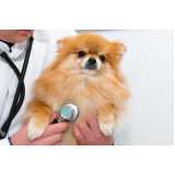 exame herpesvírus canino clínica Paty do Alferes