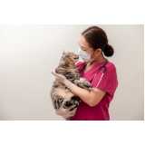 exame micoplasma em gatos clínica Ilha do Boi