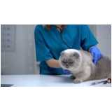 exame micoplasma em gatos Poços de Caldas