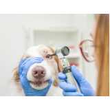 exame neurológico em cachorros empresa Poços de Caldas