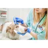 exame neurológico em cachorros Leme