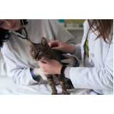 exame pcr animal clínica Mariporã